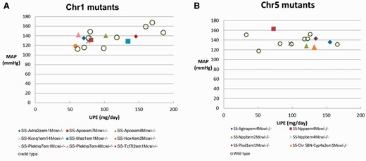 Scatterplots of daily UPE and MAP in SS mutants and wild-type controls on a 4% salt diet. Each data point is the average for a rat strain. Details are downloadable from the expanded data tables in PhenoMiner.