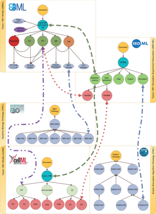 Linking models, simulation descriptions and ontologies. The linking between different data domains is shown: simulation experiment descriptions and models (dashed line); defined observation variables and model entities (dotted line); annotated model entities and simulation experiment descriptions (dashed-dotted line) and model entities of different representation formats (double dotted-dashed line). The SBO example is explained in detail in the Implementation section. The references to the simulation algorithm within a simulation experiment description are mapped to the corresponding entity in KiSAO. All annotations referring to GO are mapped, but not shown in the figure.