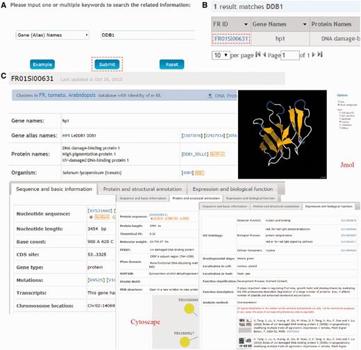 The search function of FR database 1.0. (A) Users can simply input gene/protein ‘DDB1’ for querying. (B) The results are shown in a tabular format. Users can visualize the detailed information by clicking on the FR ID (FR01Sl00631). (C) The detailed information for tomato DDB1 (hp1). The information presented here has been checked and will be updated based on new data published.