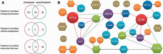 (A) GO analysis for genes in climacteric and nonclimacteric fruit. (B) The potential protein network affecting fruit size during development. Circle stands for proteins in tomato. Hexagon represents proteins from other fleshy fruit except tomato. Different color indicates different number of interactions. Size of shape has no meaning. The red line indicates an interaction with middle confidence. The green line means an interaction with lower confidence. The black line indicates an interaction from text mining analysis.