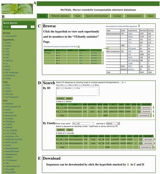 MnTEdb organization and the description of some functional sections in the database. (A) The top menu of MnTEdb. (B) The side menu of MnTEdb. (C) The user interface of browsing in MnTEdb. User can browse the detailed information of each superfamily and family by clicking the hyperlinks provided in this page. (D) The searching interface of MnTEdb. Two search approaches are provided for user in MnTEdb, including search using ‘ID’ and ‘Family’. All the search results can be shown under the search page. (E) Multiple approaches for TE sequences downloading have been provided. Data can be downloaded by clicking the marked region (green arrow).