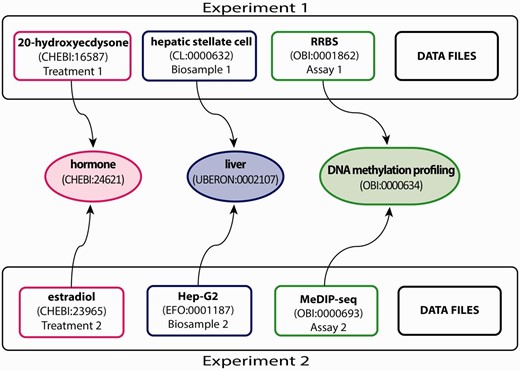 Experimental metadata annotated with appropriate ontology terms. This example, showing a subset of the full breadth of metadata annotated for an ENCODE experiment, emphasizes the annotation of three experimental metadata categories (treatment, biosample and assay) in two experiments. Treatments have been annotated to ChEBI (e.g. 20-hydroxyecdysone—CHEBI:16587 and estradiol—CHEBI:23965). Biosamples have been annotated to one of three ontologies: Uberon, CL and EFO (e.g. hepatic stellate cell—CL:0000632 and Hep-G2—EFO:0001187). Assays have been annotated to OBI (e.g. RRBS—OBI:0001862 and MeDIP-seq—OBI:000693). The terms in the middle are parent terms found in the ontology that provide a more general context and can be used to find these experiments (i.e. biological role for treatments, organ for biosamples, assay category for experimental assays). Each annotated term in the experiment maps, through relationships in the ontology, to the middle terms.