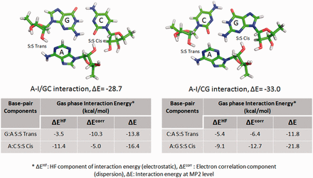 Intrinsic interaction energy of A-I/CG triad (top right) is higher than that of A-I/GC triad (top left), though the latter shows greater stability during simulation. This may be explained (cf. text) in terms of the variation in contribution of the correlation term (dispersion) for G:A S:S Trans base pair in the A-I/GC triad, and that for the C:A S:S Trans base pair in the A-I/CG triad. Images and table are adapted from Réblová et al. ( 52 ).