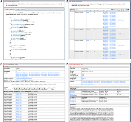 Major browsing function modules of PTGBase. ( A ) Overview of browsing functions for tandem arrays in PTGBase. ( B ) Browsing the tandem duplicated genes by tandem array in special plants. ( C ) Detailed annotation of a tandem duplicated gene cluster. ( D ) Detailed annotation of tandem duplicated genes in PTGBase.