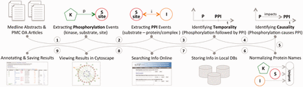 The pipeline of the eFIP text mining system: both abstracts and open-access full-length articles are inspected for phosphorylation (P) mentions (1), PPI events (2) and the temporal/causal relationships between these two events (3, 4). All the proteins involved in the phosphorylation and the PPI events are normalized to the UniProtKB (5), and the information is stored in local databases (6). Users can search and browse the information via a web interface (7), see the results in Cytoscape view (8) or download the information in CSV (Comma Separated Value) file format (9).