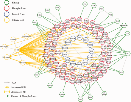 Network showing eFIP results from cancer-related papers where 14‐3‐3 is the interactant.