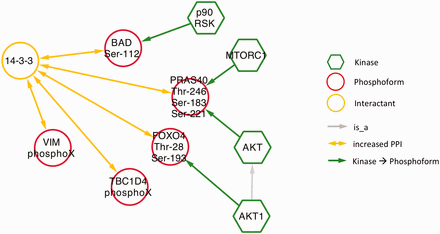 Network showing eFIP results from diabetes-related papers where 14‐3‐3 is the interactant.