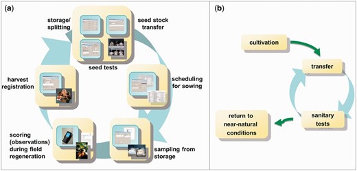 Typical management workflows of the genebank, which are supported by GBIS. ( a ) shows the ‘seed cycle’ for seed-propagated material, whereas ( b ) shows the life cycle of plant material stored in vitro.