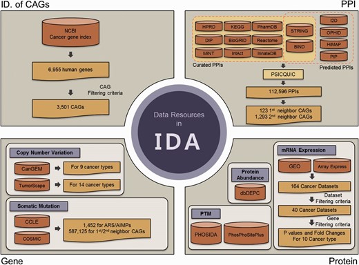 Data resources in IDA. IDA contains CAGs and genomic, transcriptomic, proteomic and PPIs for ARS/AIMPs and their first and second neighbor CAGs. First, IDA provides 3501 CAGs selected from the 6955 genes in NCBI cancer gene index based on the filtering criteria (top left). See text for the criteria. Second, IDA also provides genomic data (CNVs and somatic mutations) for ARS/AIMPs and their neighbors in diverse cancer types, which were collected from CanGEM, TumorScape, CCLE and COSMIC (bottom left). Third, IDA contains gene expression data of ARS/AIMPs and their neighbors for 10 cancer types, as well as P values and log 2 -fold-changes that represent differential expression of the genes in the 10 cancer types (bottom right). IDA further contains proteomic data (protein abundance and PTMs) collected from dbDEPC, PHOSIDA and PhosPhoSitePlus. Finally, IDA provides PPIs of ARS/AIMPs and their neighbors collected from 15 interactome databases.