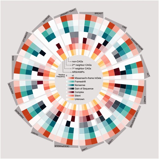 Somatic mutations of ARS/AIMPs and their neighbors. Average numbers of somatic mutations in the four groups of the genes in 16 cancer types using somatic mutation data in CCLE: (i) ARS/AIMPs, (ii) and (iii) first and second neighbor CAGs and (iv) non-CAGs. The mutations were categorized into the following groups: (i) missense/in-frame InDels, (ii) frameshift, (iii) nonsense, (iv) gain of sequence, (v) complex, (vi) silent and (vii) unknown mutations. Color bar denotes the gradient of the number of each group of mutations.