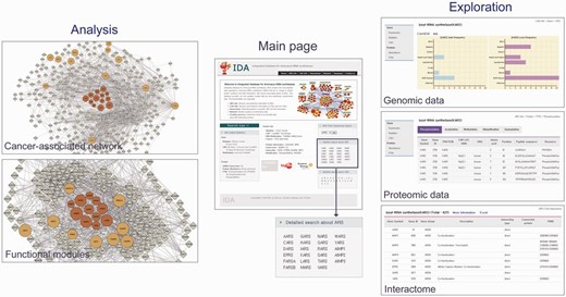 Analytical tools in IDA. IDA provides analytical tools for the search of ARS/AIMPs and their interactors (right), reconstruction of ARS/AIMP network models (top left) and identification of key functional modules in the network (bottom left). These example networks in the left panel were generated using ‘Cancer-associated network’ (top) and ‘Functional modules’ (bottom), respectively, in ‘Analysis’ of ‘Network’ menu. KARS was entered as an input, and a network (top left) was generated by clicking ‘Submit’ button after selecting first and second neighbor CAGs. The main page shows the interface for the search of ARS/AIMPs and their interacting CAGs (center). The exploration panels (right) show the search outputs: (i) genomic data of KARS (gains and losses of CNVs), (ii) proteomic data of KARS (PTMs) and (iii) PPIs of KARS. Detailed information for PTMs and CAG interactors of ARS/AIMPs can be found through the links to the original databases. The network modeling and analysis tools (left) show the ARS/AIMP network model and key functional modules identified from the network model. Colored nodes represent ARS/AIMPs (dark orange) and their first neighbors (orange). Node sizes represent the average deregulation scores in the 10 cancer types (see Materials and Methods).
