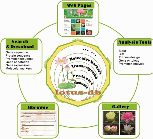 The framework of LOTUS-DB. The core of LOTUS-DB is implemented in MySQL database and the intermediate layer is constituted by CGI and CMS (see data sets and methods).