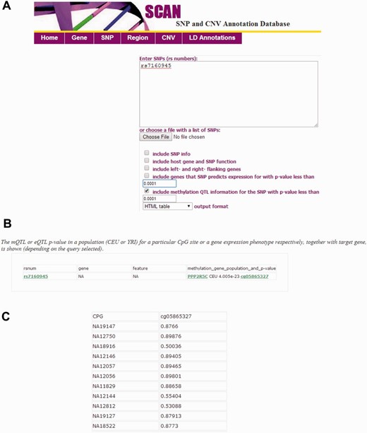 Interface of the updated SCAN database. ( A ) The SNP-focused interface is shown as an example. The updated SCAN supports both gene and SNP-focused queries. Users may specify significance level for the mQTL data (up to nominal P < 0.01). Batch queries are allowed. ( B ) An example for the output from a SNP-focused query is shown. The mQTL or eQTL P value in a population (CEU or YRI) for a particular CpG site or a gene expression phenotype respectively, together with target gene, is shown (depending on the query selected). CEU, Caucasian residents from Utah, USA; YRI, Yoruba people from Ibadan, Nigeria. ( C ) An example for the individual methylation level data (normalized β-values) accessed through the CpG identifier.