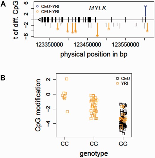 Detecting mQTL for population-specific CpGs - MYLK as an example. ( A ) The distribution of population-specific CpG sites in MYLK is shown. In total, 52 CpG sites in MYLK were profiled on the Illumina 450K array. At FDR<1%, eight CpG sites were characterized as differentially modified between the CEU and YRI samples. ( B ) An mQTL for a population-specific CpG in MYLK is shown. The allele C of an intronic SNP in MYLK (rs6438808) was found to be associated ( P = 5.40e−10) with higher modification level of a gene body CpG (Illumina probe ID: cg12235788), explaining the higher modification levels in the YRI samples. CEU, Caucasian residents from Utah, USA; FDR, false discovery rate; MYLK, myosin light chain kinase; YRI, Yoruba people from Ibadan, Nigeria.