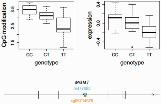 An integrative analysis of mQTL and eQTL - MGMT as an example. The temozolomide-associated SNP, rs477692, is an mQTL for MGMT gene body (Illumina probe ID: cg05714579) cytosine modification levels ( P = 1.57e−7) and an eQTL for MGMT ( P = 0.0001) expression in the CEU samples. The arrow indicates the transcription direction of MGMT. The triangle indicates the QTL position ( cis -acting). The cross indicates the CpG location. MGMT, O6 -methylguanine-DNA methyltransferase.