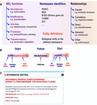 Biological Expression Language (BEL). ( A ) Elements of BEL: BEL functions, namespace identifiers, and entity definitions compose each node name that can be either subject or object in the relationship. ( B ) Example of a BEL semantic triplet composed of a subject (abundance of LPS), a relationship or predicate (directly increases) and an object (catalytic function of TLR4). ( C ) Detailed information on one of the underlying pieces of evidences and a link to the original article and context in which the relationship was demonstrated in the article.