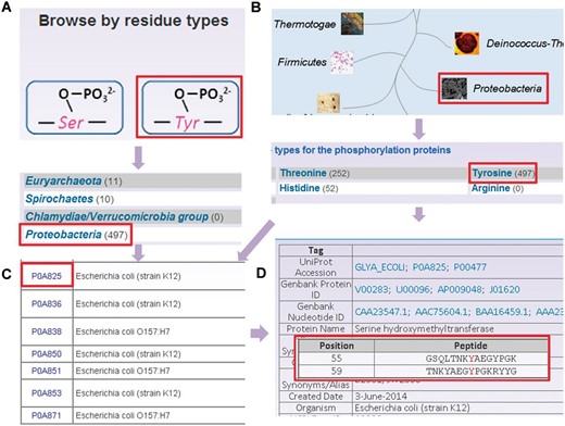The browse options of dbPSP database. ( A ) Browse option by residue types. ( B ) Browse option by phyla. ( C ) The tyrosine phosphorylated phosphoprotein list in. ( D ) The detailed information of phosphorylated serine hydroxymethyltransferase from E. coli (strain K12).