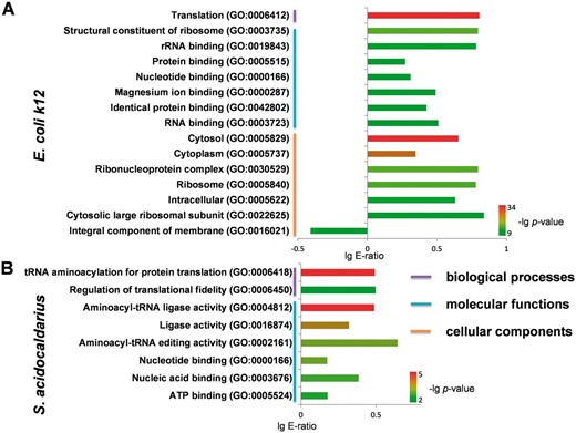 Statistical analyses of GO annotation for phosphoproteins in E. Coli k12 and S. acidocaldarius. ( A ) The enriched GO terms for phosphoproteins in E. Coli k12 . ( B ) The enriched GO terms for phosphoproteins in S. acidocaldarius .