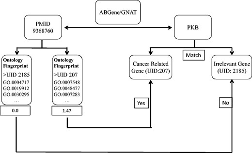 A diagram illustrates the process of assessing articles selected for a specific candidate gene name. In this example, ABGene or GNAT identified the candidate gene name pkb from the abstract with PMID 9368760. The identified gene name pkb matches the gene name or alias of both a cancer-related gene AKT1 and another gene PTK2B . We used the Ontology Fingerprints for both AKT1 and PTK2B to calculate a similarity score for the abstract. Because AKT1 has a higher score than PTK2B , this abstract was assigned to gene AKT1 rather than gene PTK2B .