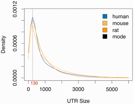 Distribution of known 3′-UTR sizes for human, mouse and rat. The statistical mode for human (142 bp), mouse (131 bp) and rat (122 bp). The average of these three values, which is ∼130 bp, was used from unknown 3′-UTRS.
