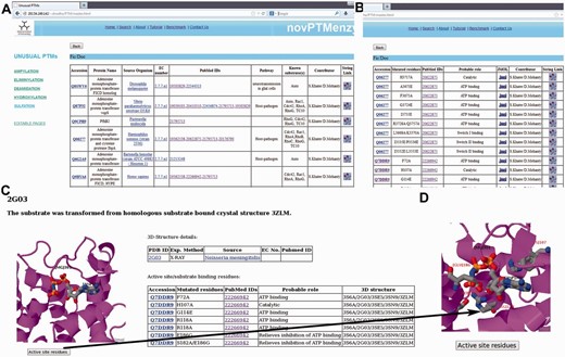Screenshots depicting typical analysis using novPTMenzy database. ( A ) Table containing experimentally characterized protein. ( B ) Information about active site residue and their role in catalysis based on published experimental studies. ( C ) Graphical visualization of structures along with substrate. ( D ) Pop-up displaying active site residues in stick representation upon clicking the ‘active site residues’ button.