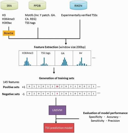 The workflow of TSS prediction model for Arabidopsis .