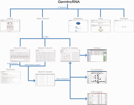 GermlncRNA structure. The database consists of five main sections: Home, Data Search, Statistics, Help and Contact. The Data Search section provides the core lncRNA information by the help of three tabs—Search data, Select column and Export to Galaxy ( 48 ). A Glossary panel provides explanations for key terms in Data Search sections. Furthermore, the lncRNAs in search results can be visualized in UCSC Genome Browser or downloaded in a text (CSV) file.