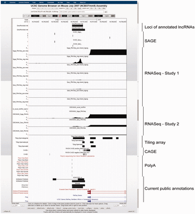 Example of two annotated lncRNAs with similar loci, GlncRNA0062198 and GlncRNA0062199, as viewed in UCSC Genome Browser. As shown, the two lncRNAs have annotated loci of 3′-terminals differ by 2 bp and those of 5′-terminal by 104 bp. The former is annotated by NONCODE and fRNAdb, while the latter is annotated by fRNAdb only. Both of the lncRNAs were supported by Spga-specific SAGE, RNASeq and tiling array evidence, indicating a strong expression specifically in Spga. They are also covered by probes in lncRNA microarray and showed a stronger expression in neonatal testis than in adult testis. Furthermore, the expression is also supported by signals in PolyA sequencing data. They are located in the promoter region of a bidirectional protein-coding gene prolyl endopeptidase (Prep), whose expression is also Spga-specific, suggesting possible regulation in cis .