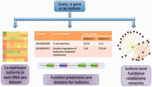 The schematic of the MIsoMine data portal. It contains multiple levels of functional genomic information including expression and co-expression networks. It is linked to external information about domains and sequences and provides predicted functions and functional relationships at the splice isoform level in the mouse.