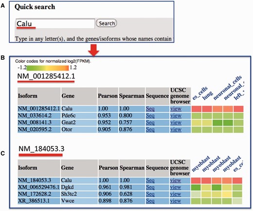 An example search for MIsoMine data portal from the ‘expression’ page and the returned results. ( A ) Querying the Calu (calumenin) gene. For illustration, ( B ) and ( C ) represent the normalized expression heat map of the top three correlated isoforms of NM_001285412.1 and NM_184053.3 of the Calu gene, respectively. In the heatmap in B and C, each column represents one sample and the tissue information is labeled on the top of each column. Original expression data of the top correlated isoforms can be retrieved from the webpage.