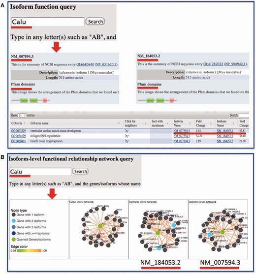 Example query from the MIsoMine ‘Function’ and ‘Network’ pages. ( A ) Query the isoform-level function database using Calu (calumenin) as an example. While having the same number of amino acids, its two isoforms NM_007594.3 and NM_184053.2 are different in their exons. NM_184053.2 lacks the exon in NM_007594.3 (chr6:29,361,294-29,361,487) but contains an additional exon (chr6:29,361,560-29,361,753). The Pfam domains of the two isoforms are shown. The fold change of probabilities with respect to random predictions for the two isoforms to be annotated to a function (GO term) is displayed in the table. ( B ) Query the isoform-level functional relationship network database using Calu as an example. In this network, a node is an isoform and an edge indicates the probability that two isoforms work in the same biological process or pathway. This network contains the functional relationships of all possible mouse isoform pairs. The top linked isoforms for each query are displayed using the d3 software.