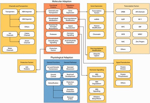Schematic overview of the three layers of DroughtDB. Layer 1 consists of the two blocks molecular adaptation (orange) and physiological adaptation (blue). Layer 2 (dark yellow) shows a more detailed categorization of the pathways of molecular adaptation (e.g. Gene Expression is grouped into transcription factors, miRNA, Histone Modification and Chromatin). Layer 3 (light yellow) represents specific gene families involved in drought stress response (e.g. transcription factors encoded by the DREB , bZIP , MYC , MYB , NAC , AP2 -domain, NF-Y , ERF , WRKY and zinc finger gene family).