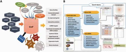 An overview of GraP. ( A ) GraP was developed under LAMP (Linux, Apache, MySQL and Python/Perl) environments and based on integrating analysed results and tools. Several types of queries can be submitted for retrieving relevant information. ( B ) All data sets are organized by offering several web pages, search tools and web services. Meanwhile, extra links with other related public databases are also supplied.