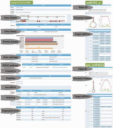 Functional details of Gorai.011G121900 , miR393 and miR482 in GraP. This page shows the functional details of Gorai.011G121900 including gene family, targeting microRNAs, conserved protein domains, ortholog matches with other species and expression levels in different tissues.