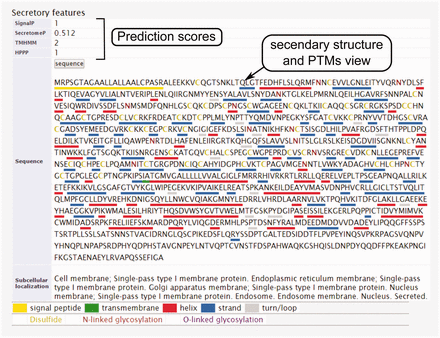 The secondary structure, secretory pathway features, subcellular localization and PTMs information. Querying both label-free and label-based studies, the second part of the result page is specified for the prediction scores of the secretory features and visualization of the PTMs and secondary structure information. The secretory features include scores of SingalP ( 33 ) (for signal peptide), TMHMM (for transmembrane domain) ( 32 ), SecretomeP ( 32 , 34 ) (for nonclassical secretion), and HPPP (for human plasma membrane proteins) ( 36 ). The last row of the table shows the subcellular localization data. The PTMs are color coded. The color code legend for PTMs and secondary structure information will appear below the table.