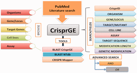 CrisprGE design.
