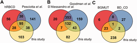 Comparison of the coverage of RBC transmembrane and membrane-associated proteins in different datasets. ( A ) The presence of membrane proteins in MS datasets, ( B ) in comprehensive reviews and ( C ) in highly validated data sources are compared with membrane proteins identified in our MS study. hRBCD, human RBC Database; Pesciotta et al. , D’Alessandro et al. , and Goodman et al. are references to ( 6 , 10 , 11 ); BGMUT and BD_CD mark the human blood group database and the CD marker table provided by BD, respectively.