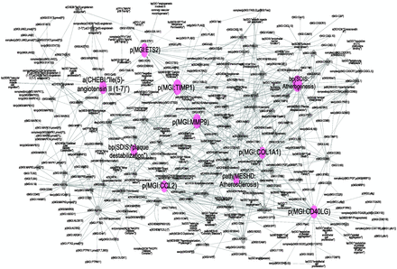 Atherosclerosis plaque destabilization network showing the degree of distribution of nodes. Biological Entities or Nodes. Pink circles indicate the 10 most connected nodes (from 41° to 28°) defined as hubs. From left to right, the hub nodes are Ile2-angiotensin II ( 1-7 ), plaque destabilization, ETS2, CCL2, TIMP1, MMP9, atherosclerosis, COL1A1, atherogenesis and CD40LG. Relationships or edges. Gray lines with arrows indicate positive causal relationships; fine dotted lines with Ts indicate negative causal relationships; gray sine waves indicate correlative relationships; and fine dotted lines indicate non-causal relationship.