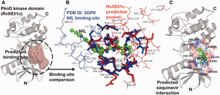 Example for predicted drug interactions using SInCRe. ( A ) A predicted binding site for PknD, a STPK, is depicted in the form of spacefill. ( B ) The alignment of predicted binding site from PknD (Rv0931c, in red) with the NIL binding site from Human Mitogen Activated Protein Kinase (PDB ID: 3GP0). The corresponding residues are highlighted in sticks, whereas unique residues with no correspondences are represented as wireframe. These distinguishing residues can be targeted to achieve the selectivity. ( C ) The best pose derived from computational docking depicting the interaction of saquinavir (ROC, shown as green ball and stick model) with the residues (represented as sticks) of the predicted binding site in PknD.