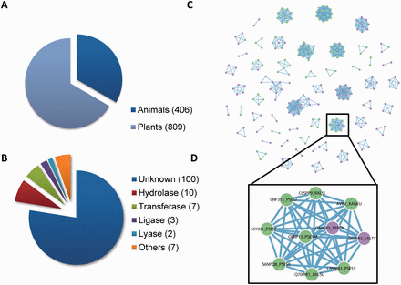 The composition of T3SE database in BEAN 2.0. ( A ) The proportion of T3SEs from animal and plant bacteria. ( B ) The functional categories of T3SE domains. ( C ) The T3SE network (i.e. Effector-Net). Two T3SEs are connected if they share a common Pfam domain. T3SEs from plant bacteria are colored as green, while T3SEs from animal bacteria are colored as purple. ( D ) T3SEs from both plant and animal bacteria are connected through YopJ domain (Pfam ID: PF03421).
