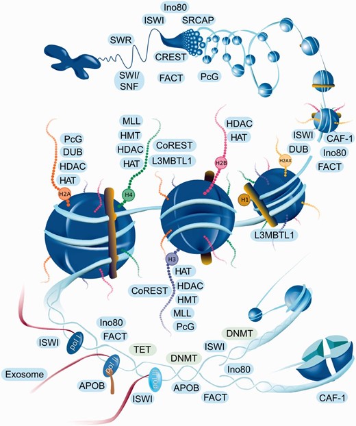 Interactive navigation figure for web page. Names of the histones and complexes are linked to the corresponding entities of the database. Since complexes are represented by a group name, all complexes of the group will be shown when the complex name is clicked on the website navigation figure. Complexes are located in the area corresponding to the shown function. For example CAF-1 (in lower right corner) participates in nucleosome assembly after replication.
