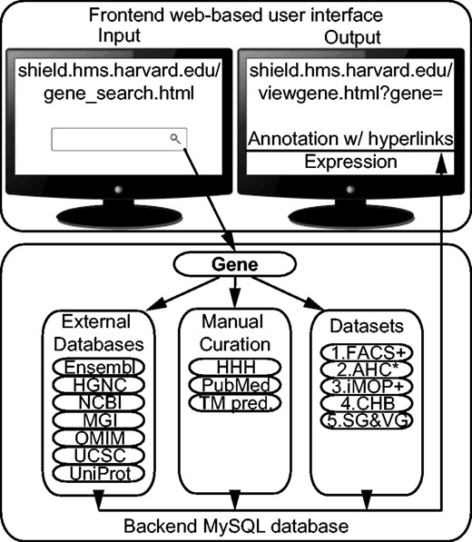 Architecture of the SHIELD. The URLs to external resources are HGNC, HUGO Gene Nomenclature Committee ( http://www.genenames.org/ ); HHH, the Hereditary Hearing loss Homepage ( http://hereditaryhearingloss.org/ ); NCBI, National Center for Biotechnology Information ( http://www.ncbi.nlm.nih.gov/ ); MGI, Mouse Genome Informatics ( http://www.informatics.jax.org/ ); OMIM Online Mendelian Inheritance in Man ( http://www.omim.org/ ), UCSC, UCSC Genome Bioinformatics ( https://genome.ucsc.edu/ ) and UniProt, the Universal Protein Resource ( http://www.uniprot.org/ ). ‘TM pred.’ refers to manually annotated transmembrane domain prediction. Abbreviations for the datasets are explained in Table 1 . ‘+’ and ‘*’ indicate unpublished data and unpublished statistical analysis available in the SHIELD. The line under ‘Annotation w/ hyperlinks’ represents clickable hyperlinks to other resources.