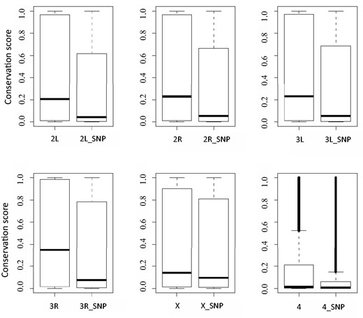 Comparison of evolutionary conservation scores between a whole chromosome and its polymorphism sites. In each plot, the left boxplot depicts conservation scores of a whole chromosome, such as ‘2L’ for chromosome 2L; the right boxplot displays conservation scores of which polymorphisms exists, for example ‘2L_SNP’ representing polymorphism sites of chromosome 2L.