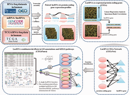Flowchart used in Co-LncRNA for investigating the combinatorial effects of lncRNAs in GO annotations and KEGG pathways.