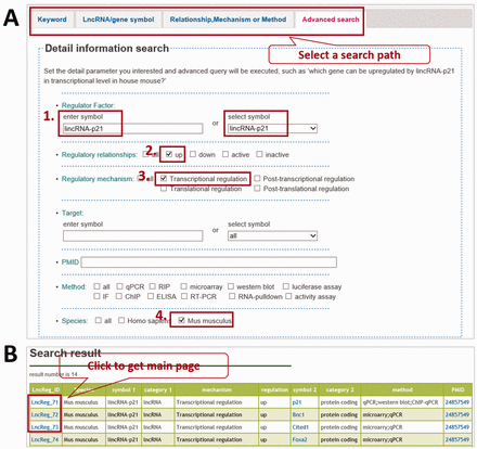 Querying LncReg database. ( A ) LncReg provides four searching tabs to users. To query the genes transcriptional upregulated by lincRNA-p21 in house mouse, users can set parameters in four steps as shown in figure. ( B ) The display page of a representative query.