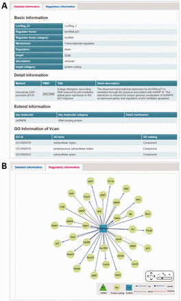 The main page of regulatory relationship entry. ( A ) The detailed information tab of main page. ( B ) The regulatory information tab of main page: representing the lncRNA-related regulatory network.