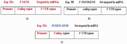 ( a ) The wild-type 5′ gene is activated by experimentally reported transcription enhancers (Exp.TEs) at the promoter region and with experimentally reported targeted miRNAs at the 3′ UTR region. ( b ) The wild-type 3′ oncogene inhibited by experimentally reported transcription repressor (Exp. TR) at the promoter region and not targeted by miRNA at the 3′-UTR region. ( c ) The FG composed of 5′ gene transcribed by TEs at the promoter region, and coding region forms from the fusion of the 5′ gene and 3′ oncogene which is not targeted by miRNA at the 3′-UTR region. Bold-faced and italic fonts denote the wild-type 5′ gene and 3′ gene, respectively.