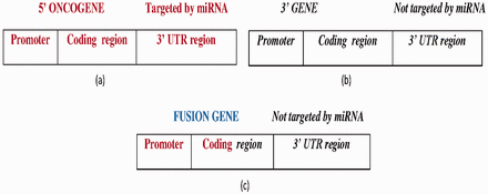 ( a ) The wild-type 5′ oncogene targeted by experimentally reported miRNAs at the 3′-UTR region. ( b ) The wild-type 3′ gene not targeted by any miRNA. ( c ) The FG with a 5′ oncogene promoter, coding region fragment forms from the fusion of the 5′ oncogene and 3′ gene, where the 3′ gene is not targeted by any miRNA. Bold-faced and italic fonts denote the wild-type 5′ gene and 3′ gene, respectively.