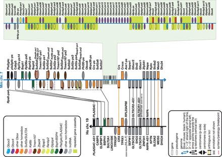The Obox cluster and its neighbourhood compared to the orthologous region in human. Figure is not to scale. See figure for a guide to symbols and colours. Overlapping symbols on same strand indicate nested genes; overlapping symbols on opposite strands indicate antisense genes. Gene names in italic between brackets indicate—for yet to be named coding genes—the name of the family or closest homologue or—for pseudogenes—the name of the parent gene or gene family; approved gene names are in bold; pseudogene and lncRNA names are in italic. Some unnamed genes are provided with RefSeq or VEGA identifiers (for the latter, prefix the 11-digit number with OTTHUMG or OTTMUSG for the full ID for human and mouse, respectively). Core duplicated gene cassettes are boxed. Note the complete absence of any OBOX loci in the human genome between the orthologues of the mouse genes that flank its Obox cluster. The bulk of the expansion of the cluster, which contains 52 Obox genes, appears to have been through the tandem duplication of a six-gene cassette— Obox–Obox3–Obox4–Gtpbp4–Ranbp2–Obox —of which eleven copies (not all complete) are present. Also note the expansion of the nearby Sult2a cluster in mouse—12 loci in mouse versus one in human—and the duplication of the Bsph gene in mouse. This region of the genome has clearly been subject to considerable rearrangements throughout evolution. Interestingly, the TPRX1 and Crxos homeobox genes are in syntenic positions, but, unlike their neighbouring loci, they are not orthologous. Neither species appears to have an orthologue for the other species’ gene.
