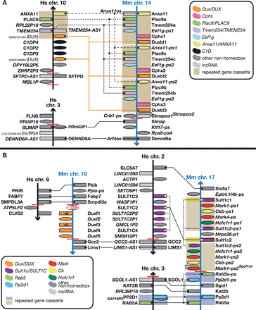 Different Duxbl and DUX clusters in mouse and human and a mouse-specific Duxf cluster . Figure is not to scale. See figure for a guide to colours, Figure 1 for a guide to symbols and Figure 1 legend for notes on naming. ( A ) Mouse has seen an expansion of a gene cassette containing a Dux gene. Where mouse has three copies of the cassette, human only has one copy of each of the genes (where orthologues exist). This region is close to a synteny breakpoint. ( B ) A small cluster of five Duxf (pseudo)genes on mouse chromosome 10 has no equivalent in the human genome. For the genes marked with a question mark, it is unclear at this juncture whether these are the indicated biotypes as there is insufficient or conflicting evidence for an accurate determination of their biotype: coding genes could be pseudogenes and vice versa. The cluster is flanked by gaps and synteny breakpoints. Note the presence of a SULT1C cluster next to the human orthologue of Gcc2 , the gene flanking the mouse Dux cluster. The mouse orthologue of this cluster has been subject to duplication and rearrangement as part of a six-gene cassette. Coincidentally, there is a Sult2a cluster next to the Obox cluster ( Figure 1 ). There are many synteny breakpoints in these regions, indicating evolutionary instability.
